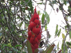 Tillandsia ponderosa