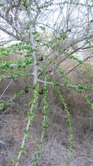 Microlobius foetidus