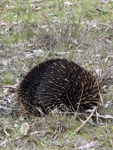 Eastern Short-beaked Echidna