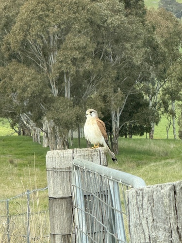 Nankeen Kestrel