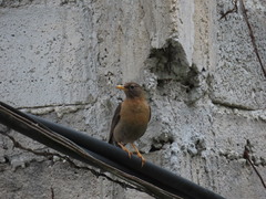 Turdus rufitorques