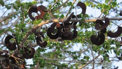 Microlobius foetidus