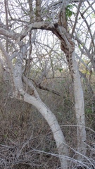 Microlobius foetidus