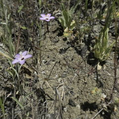 Leptosiphon ambiguus