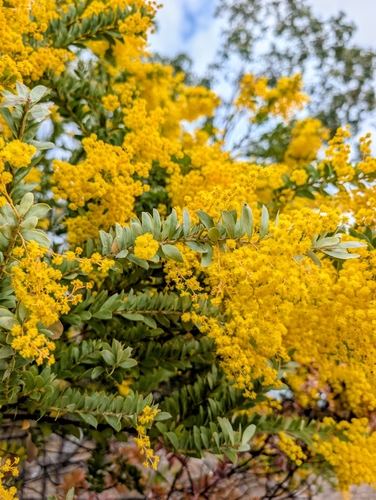 Knife-leaf Wattle