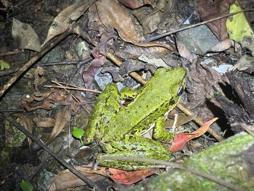 Amami Tip-nosed Frog, Odorrana amamiensis