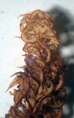 Holomitrium perichaetiale