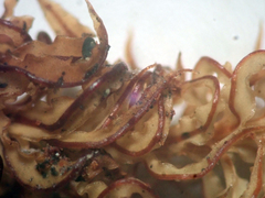 Holomitrium perichaetiale