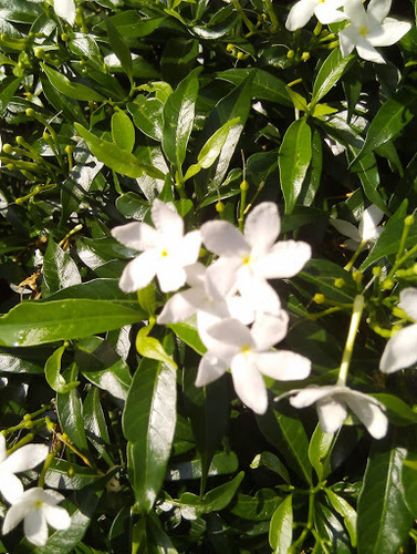 Representative image of Jasminum grandiflorum