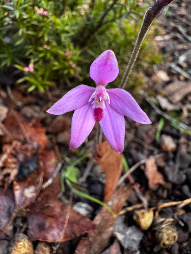 pink fairy orchid