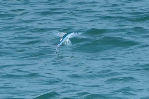Cypselurus observed 2026-08-04