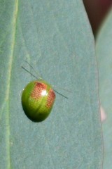 Paropsisterna simsoni