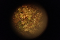 Marsupella emarginata