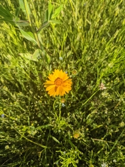 Coreopsis grandiflora