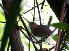 Ramphocaenus melanurus