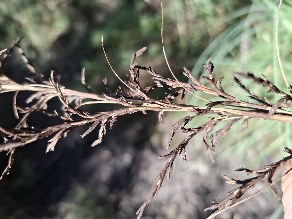 Gahnia sieberiana; photograph author not stated, no rights reserved