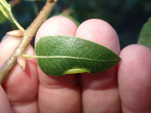 iNaturalist observation photo of Contarinia