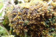 Marsupella emarginata