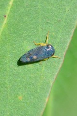 Neotartessus flavipes