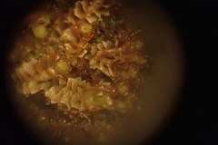 Marsupella emarginata