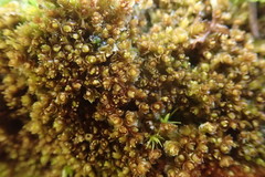 Marsupella emarginata