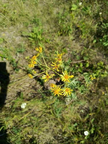 Jacobaea grandidentata