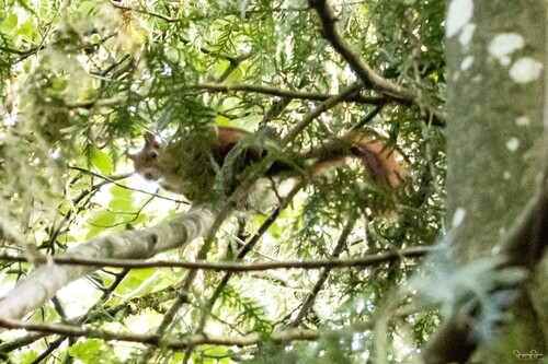 Eurasisches Eichhörnchen
