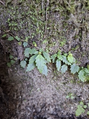 Fieldia australis, photograph author not stated, no rights reserved