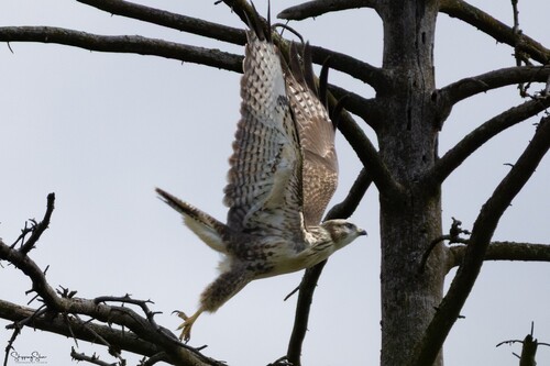 Mäusebussard