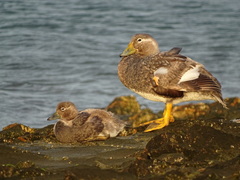 Tachyeres leucocephalus