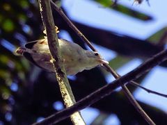 Uropsila leucogastra