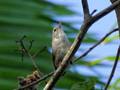 Uropsila leucogastra