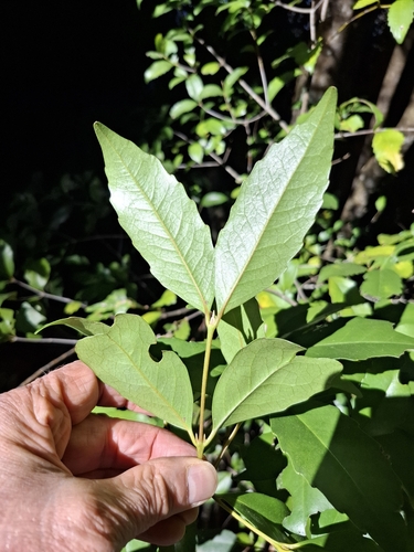 Doryphora sassafras