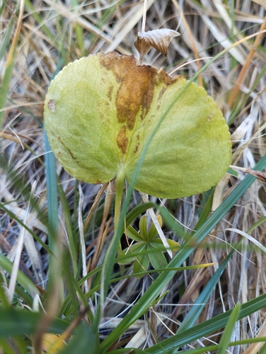 Ranunculus thora, photograph 3
