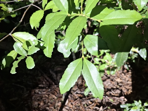 Doryphora sassafras, photograph 1
