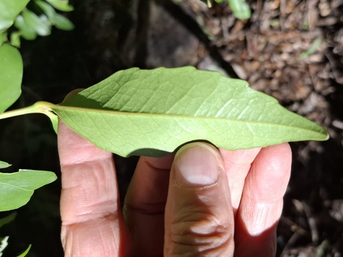 Doryphora sassafras, photograph 2