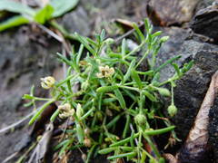 Spergularia tasmanica