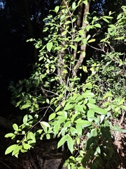 Doryphora sassafras, photograph John Barnett, CC0, iNaturalist via GBIF