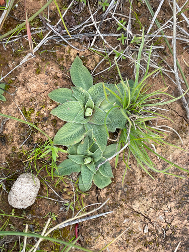 Pterostylis valida