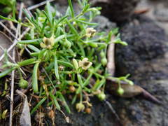 Spergularia tasmanica