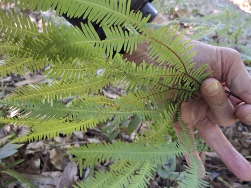 Sticherus lobatus