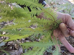 Sticherus lobatus