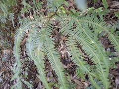 Sticherus lobatus, photograph author not stated, no rights reserved
