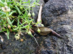 Spergularia tasmanica