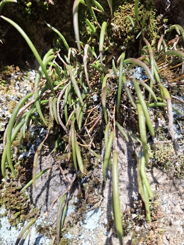 Dendrobium striolatum, photograph 2