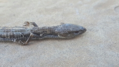 Elgaria multicarinata