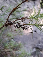 Dracophyllum secundum, photograph author not stated, no rights reserved