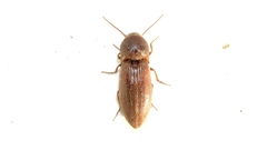 Agriotes mancus