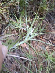 Dracophyllum secundum, photograph author not stated, no rights reserved