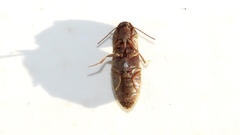 Agriotes mancus